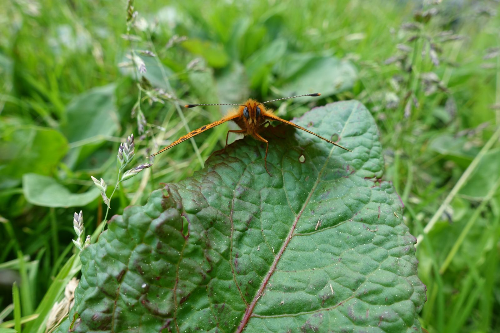 Schmetterling