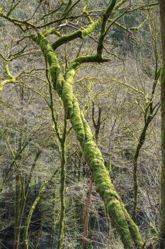 Two trees entailing each other